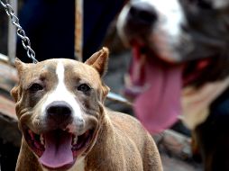 En Internet celebran la acción de 