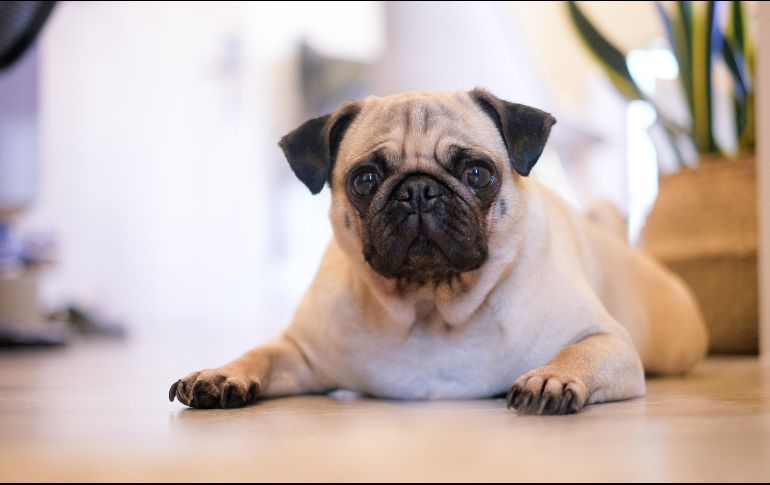 Cada 15 de octubre se celebra el día internacional del perro pug. ESPECIAL/UNSPLASH