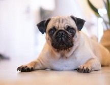 Cada 15 de octubre se celebra el día internacional del perro pug. ESPECIAL/UNSPLASH