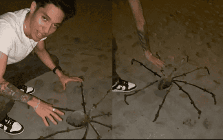 La araña que con tanto ingenio se volvió viral. ESPECIAL/TikTok