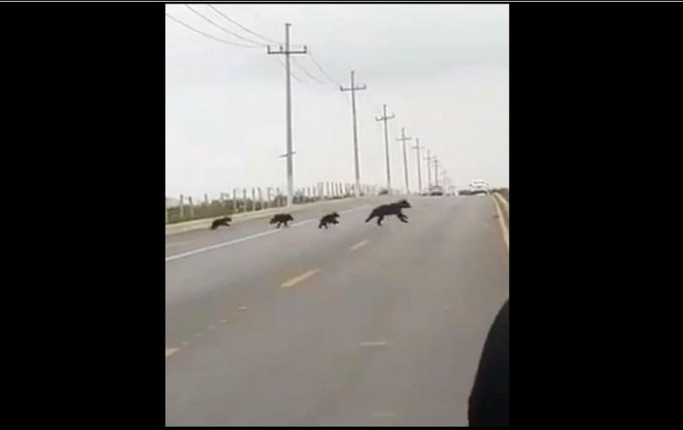 El avistamiento fue reportado por un ciudadano a las 17:50 horas del lunes. ESPECIAL/CAPTURA DE VIDEO