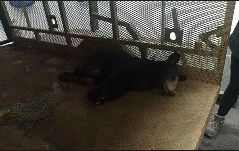 El oso presenta lesiones en las extremidades traseras, con exposición de músculos y tendones. ESPECIAL