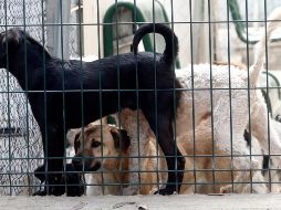 Los perros fueron sacados en contenedores y subidos a vehículos de la Policía Municipal de Nezahualcóyotl. EL INFORMADOR/ARCHIVO