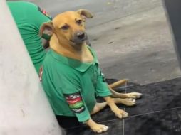 Los usuarios han expresado su ternura con diferentes comentarios al ver el video del perrito trabajador de una gasolinera. ESPECIAL