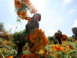 Productores de cempasúchil esperan alta demanda de la flor, pues durante la pandemia las ganancias aumentaron en lugar de disminuir.  SUN/ARCHIVO