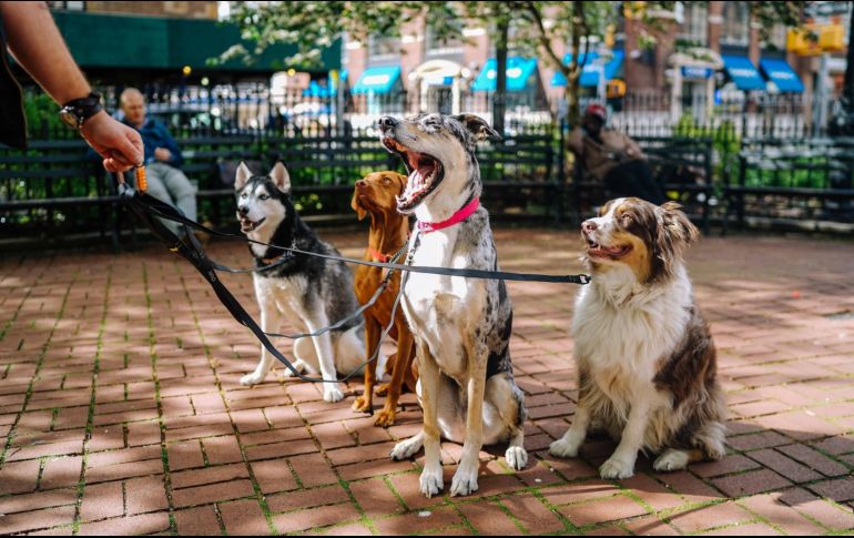 El juzgado determinó con las mascotas regulaciones similares a las que se tienen con los hijos. ESPECIAL/Foto de Matt Nelson en Unsplash