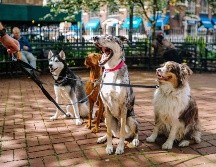Dejar a tu mascota sin supervisión, puede ocasionarle problemas a su salud. ESPECIAL