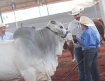 La Expo Ganadera volverá a la presencialidad desde mañana 20 de octubre hasta el 13 de noviembre con un horario de las 10:00 a las 2:00 horas. EL INFORMADOR / ARCHIVO