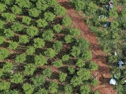 La ONU subraya que el aumento en la siembra de coca y la producción de cocaína obedece principalmente a la 