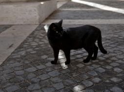 Se ha difundido la creencia de que, al derramar la sangre de felinos, se podrán eliminar determinados tipos de brujería o hacer mal a otras personas. AP / ARCHIVO