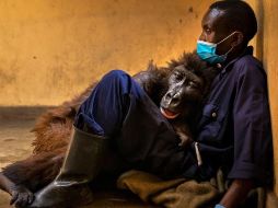 BRENT STIRTON/WILDLIFE PHOTOGRAPHER OF THE YEAR