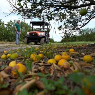 En Florida, Huracán "Ian" deja daños graves a la agricultura