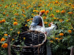 Campesinos mexicanos del valle de Tixtla, en el estado de Guerrero, preparan la venta del cempasúchil, la flor tradicional para conmemorar el Día de Muertos. EFE / J. L. De la Cruz