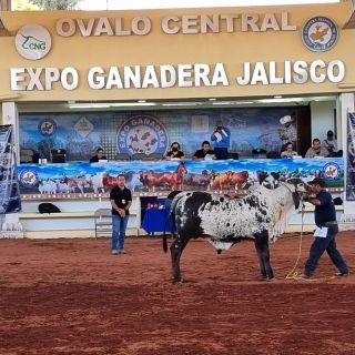 Familias tapatías disfrutan regresar a la Expo Ganadera