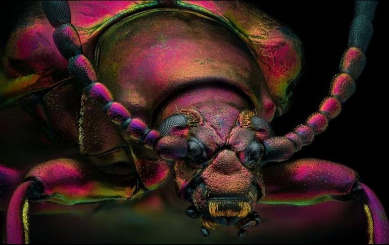 La foto del escarabajo joya rojo ganó como 