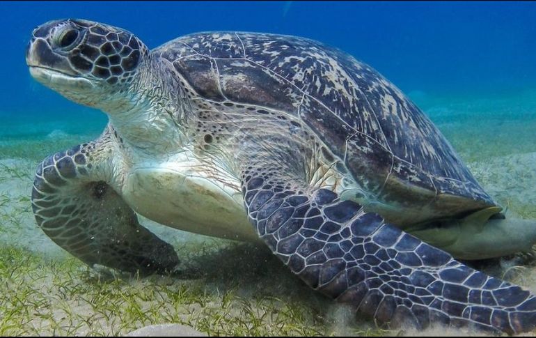 Si los humanos hubiéramos escuchado antes a las tortugas, podríamos haber sabido que envían mensajes. GETTY IMAGES