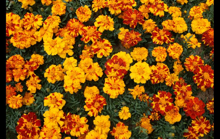 La palabra cempasúchil proviene del náhuatl y significa “flor de veinte pétalos”. ISTOCK GETTY IMAGES