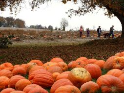 Hoy se celebra Halloween. AP/ARCHIVO