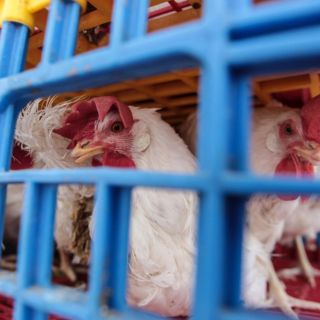 Alerta infección de H5N1 en granja de Nuevo León con 60 mil pollos