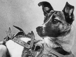 Un día como hoy la perrita 