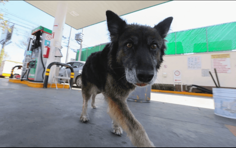Para los trabajadores, Renata es su mejor amiga, su compañera y pasea por la estación, les da la pata, los clientes la acarician y hay niños que juegan con ella. SUN / J. Alvarado