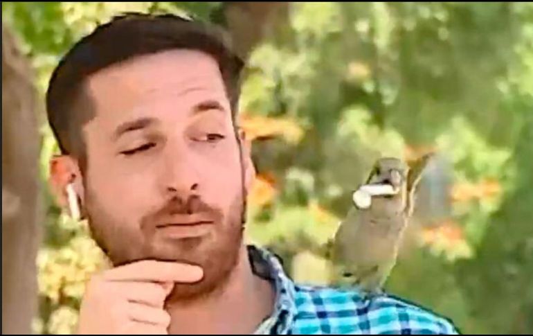 Con agilidad sorprendente, el ave le quitó al periodista con su pico uno de los audífonos inalámbricos que llevaba en el oído. ESPECIAL