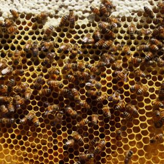 Sinaloa: Abejas atacan a 50 alumnos y nueve maestros de primaria