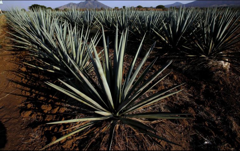 En esfuerzos en conjunto el CRT y el gobierno estatal de Guanajuato han avanzado en el fortalecimiento y la regulación de la cadena productiva agave-tequila. EL INFORMADOR / ARCHIVO