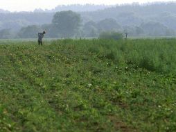 El acuerdo firmado en julio pasado entre Kiev y Moscú privilegia las exportaciones a puertos europeos; Rusia plantea cambiar esa situación. AP/Archivo