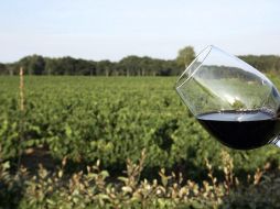 Vino mexicano, se cultiva en 14 estados en 92 municipios. AFP / ARCHIVO