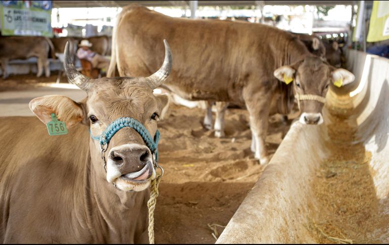 La Expo Ganadera estará abierta al público del 20 de octubre al 13 de noviembre. EL INFORMADOR/C. Zepeda
