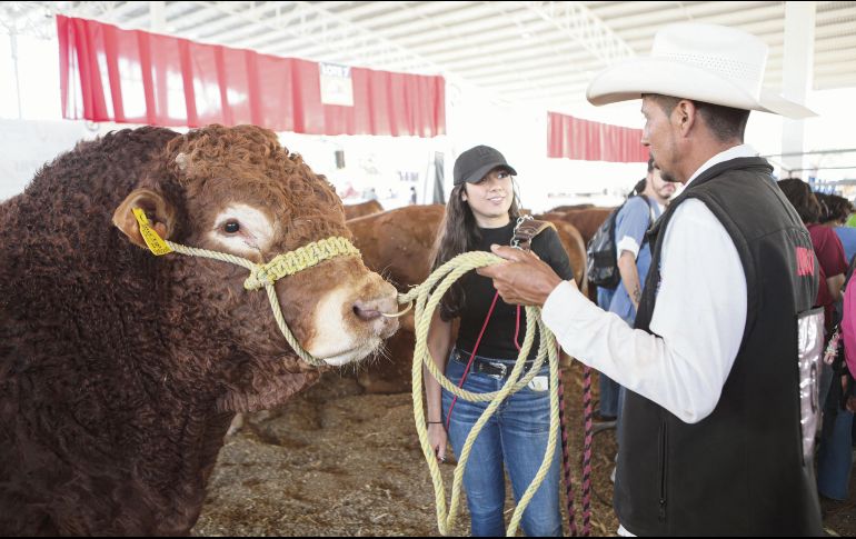 La exposición de ganado es una de las mayores atracciones para las personas que asisten a la Expo Ganadera, que concluye el 13 de noviembre. EL INFORMADOR/ C. Zepeda