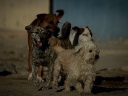 El perro fue golpeado por un hombre en Zapopan; vecinos piden investigar los hechos. ARCHIVO