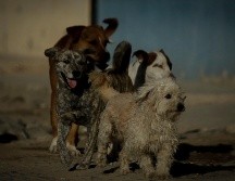 El perro fue golpeado por un hombre en Zapopan; vecinos piden investigar los hechos. ARCHIVO