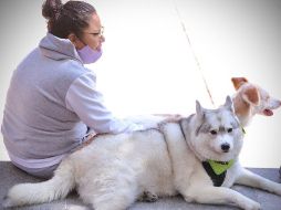 Para la comodidad de tus mascotas y sobre todo que tengan dulces sueños, una cama puede ser un buen regalo. SUN / ARCHIVO