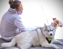 Para la comodidad de tus mascotas y sobre todo que tengan dulces sueños, una cama puede ser un buen regalo. SUN / ARCHIVO