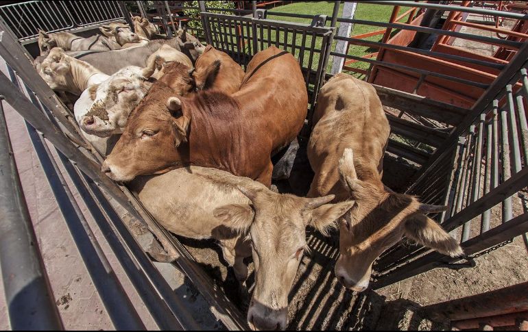 En su interior, los precios de los productos agropecuarios observaron un retroceso mensual de -0.52%, con lo que el aumento anual llegó a 14.25 por ciento. EL INFORMADOR / ARCHIVO