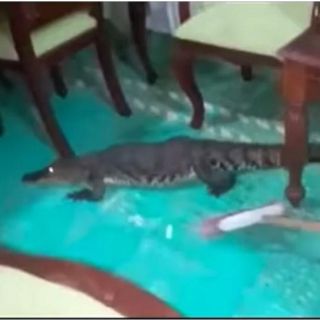 ¡Se metió otro pejelagarto! A escobazos, mujer saca a cocodrilo de su casa