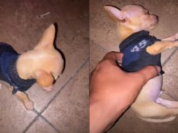 El video del perrito actor lleva más de 79 millones de reproducciones,7.5 millones de me gusta, 274.8 mil compartidas y más de 51 mil comentarios. ESPECIAL