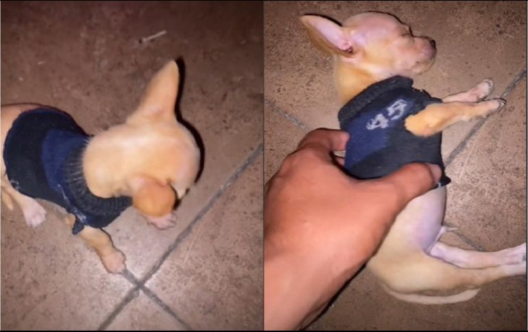 El video del perrito actor lleva más de 79 millones de reproducciones,7.5 millones de me gusta, 274.8 mil compartidas y más de 51 mil comentarios. ESPECIAL