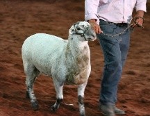 La 58 Expo Ganadera también resultó ser la más exitosa en términos de negocios e intercambios al incluir nuevos segmentos ganaderos. EL INFORMADOR/A. NAVARRO