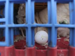 La granja productora de huevo afectada por el primer caso de gripe aviar se encuentra en San Miguel el Alto. EL INFORMADOR / ARCHIVO