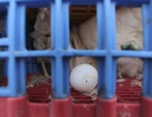 La granja productora de huevo afectada por el primer caso de gripe aviar se encuentra en San Miguel el Alto. EL INFORMADOR / ARCHIVO