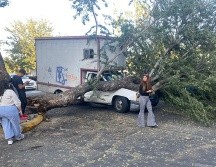 Por el tamaño del árbol fue complicado para los bomberos cortarlo, por lo que solicitaron el apoyo de Parques y Jardines. ESPECIAL