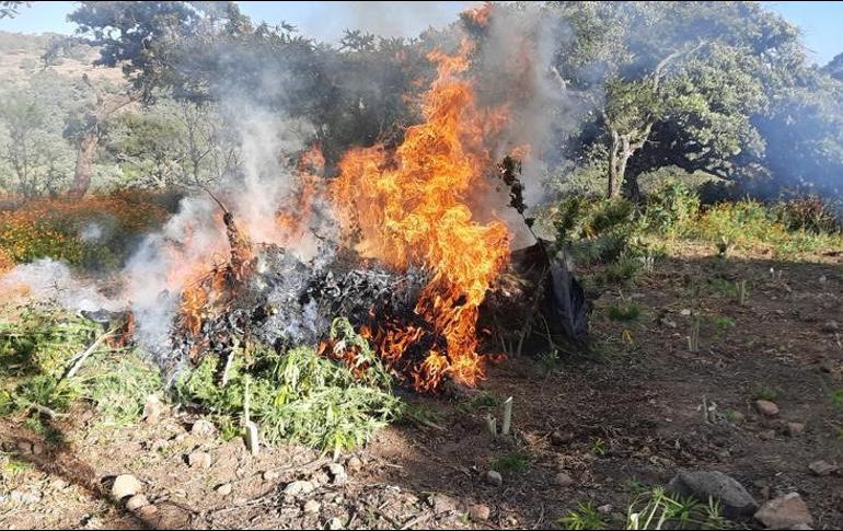 El Ejército destruyó, por medio de incineración, dos plantíos de marihuana con aproximadamente 160 mil plantas. ESPECIAL /