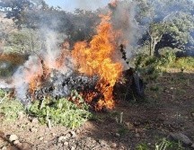 El Ejército destruyó, por medio de incineración, dos plantíos de marihuana con aproximadamente 160 mil plantas. ESPECIAL /