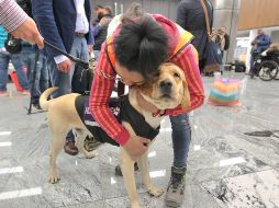 Toby trabaja de las ocho de la mañana a las ocho de la noche buscando acercarse a los pasajeros para que lo acaricien. EL INFORMADOR / A. Camacho