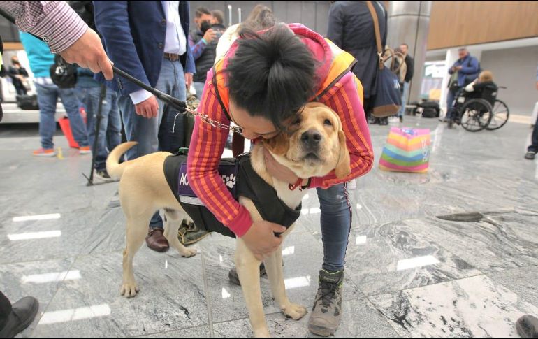 Toby trabaja de las ocho de la mañana a las ocho de la noche buscando acercarse a los pasajeros para que lo acaricien. EL INFORMADOR / A. Camacho