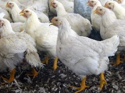 López Obrador recuerda que en caso de que si escaseara el alimento está en marcha ya el plan de apertura para poder importar de cualquier parte del mundo. EL INFORMADOR / ARCHIVO