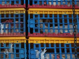 Se exhorta a no bajar la guardia, estableciendo las medidas mínimas de bioseguridad en las unidades de producción avícola. EL INFORMADOR/ARCHIVO